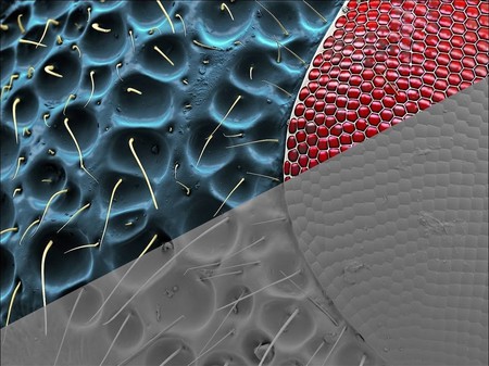 Исходный снимок пыльцы, находящейся под микроскопом и разукрашенное изображение