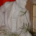 Вождь в "Амре"