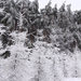 Зимний лес