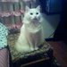 моя кошечка