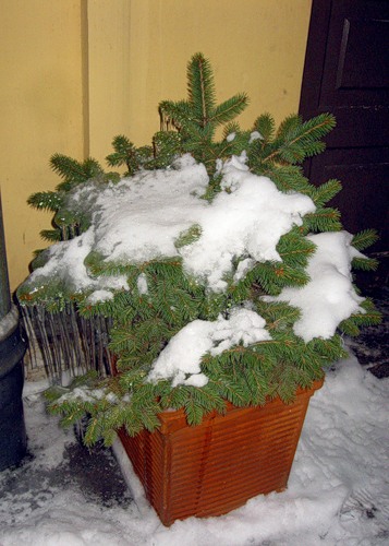 мисс новый год 2011