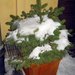 мисс новый год 2011