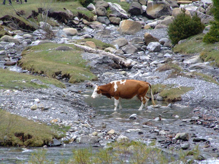 Местная корова красиво дополняет пейзаж