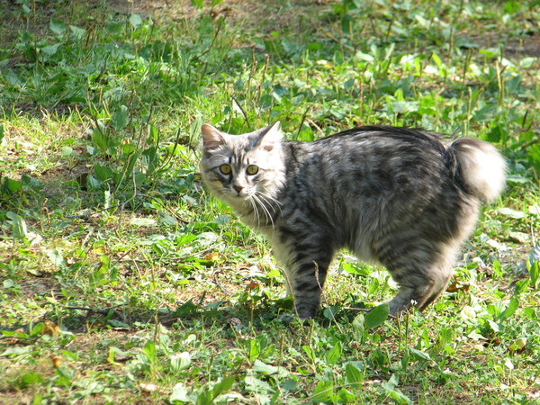 Мой кот