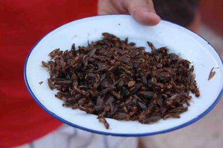 Самки муравьев — любимое блюдо колумбийцев