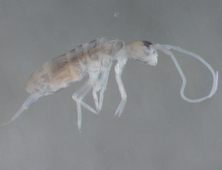 Plutomurus ortobalaganensis