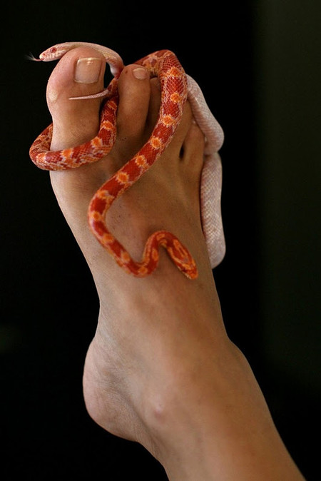 Змеиный массаж - удовольствие не для слабонервных — фото 9