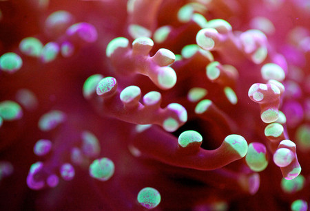 Удивительный мир кораллов: Макрофотографии Феликса Салазара — фото 6