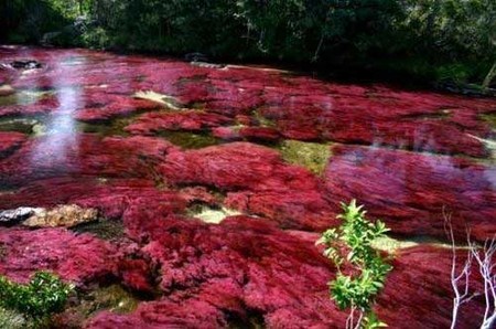 Яркий красный цвет река приобретает благодаря водорослям Macarenia clavigera