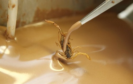 Скорпион в шоколаде