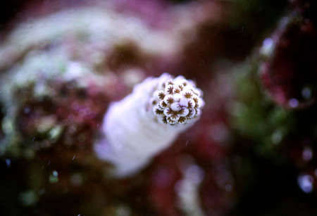 Удивительный мир кораллов: Макрофотографии Феликса Салазара — фото 7