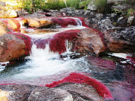Каньо Кристалес - самая красивая река на планете — фото 18