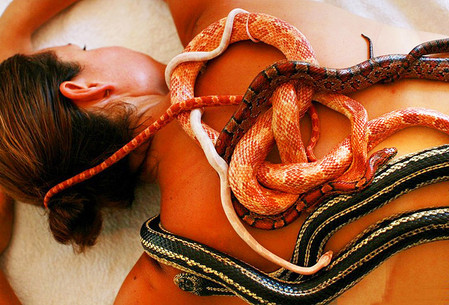 Для массажа используют неядовитых змей