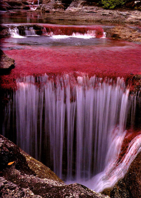 Каньо Кристалес - самая красивая река на планете — фото 4