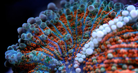 Удивительный мир кораллов: Макрофотографии Феликса Салазара — фото 2