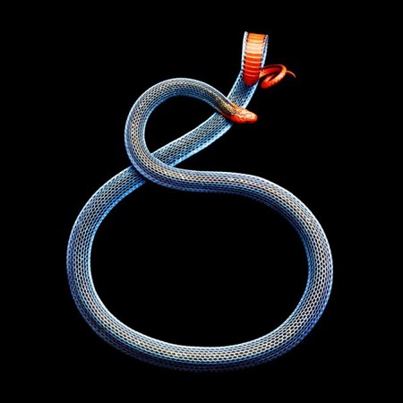 Малайская коралловая змея