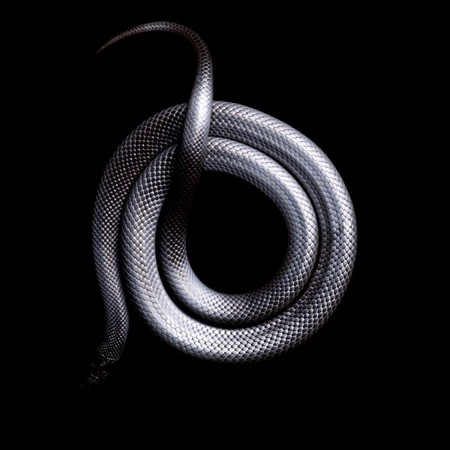 Черная мексиканская королевская змея