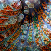 Удивительный мир кораллов: Макрофотографии Феликса Салазара