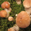 Маринованные белые грибы для гурманов
