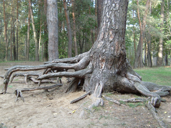 Укоренение