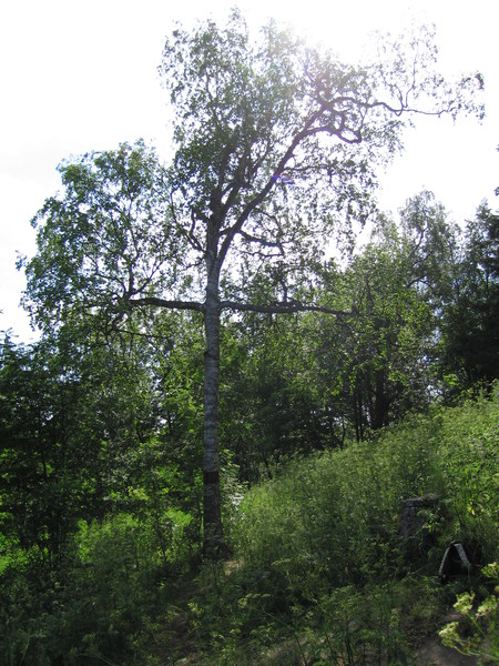 Дерево-крест