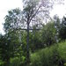 Дерево-крест