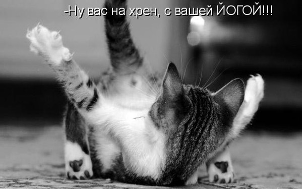 киса