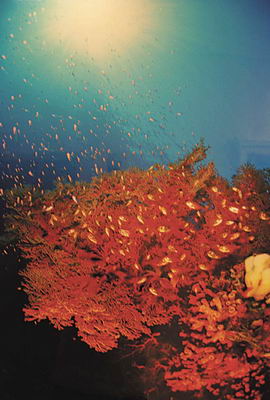 "Коралловая симфония" от Светланы Носовой. — фото 6