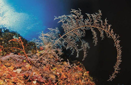"Коралловая симфония" от Светланы Носовой. — фото 7