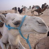 Поездка в Сахару.