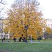 Последние листочки