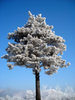Автор: Света