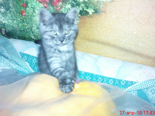 Ее зовут Афина