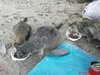 Кормление котов на берегу Днепра