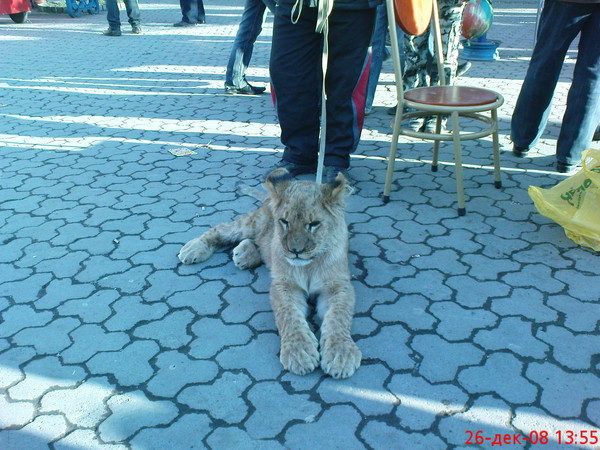 На мостовой лежала львица