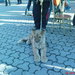 На мостовой лежала львица