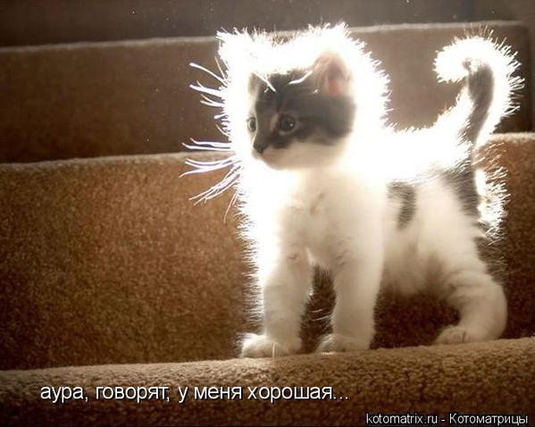 Котёнок