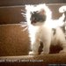 Котёнок