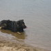 не водоплавающая собака