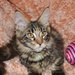 Котёнок куна