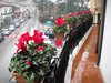 Мои цветы