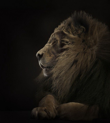 Special for Lion или львиная фотосессия. — фото 4