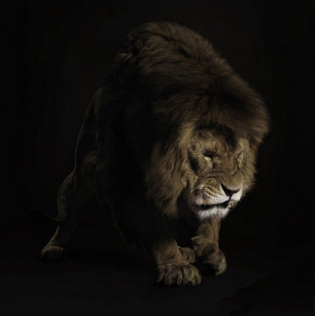 Special for Lion или львиная фотосессия. — фото 7
