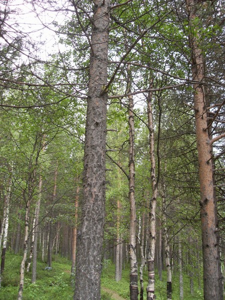 Заполярный лес