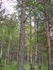 Автор: Aлександр