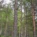 Заполярный лес