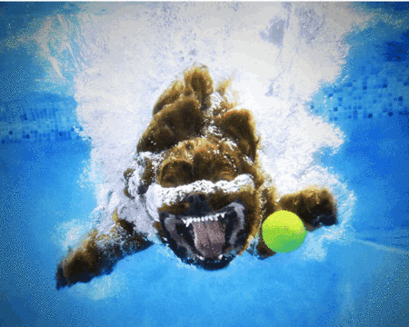 Мокрые и смешные – фото ныряющих собак Сета Кастила — фото 21