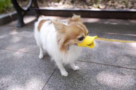 Клювы для собак – японское изобретение Quack Muzzle — фото 5