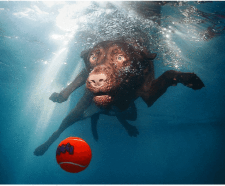 Мокрые и смешные – фото ныряющих собак Сета Кастила — фото 20