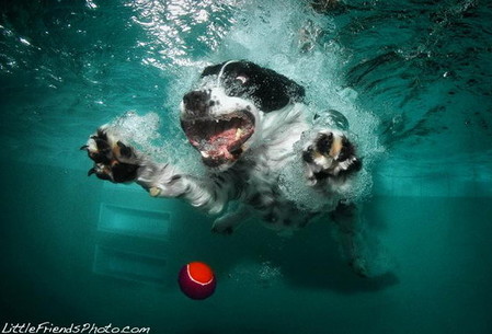 Мокрые и смешные – фото ныряющих собак Сета Кастила — фото 8
